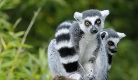 Look for ring-tailed lemurs in Madagascar