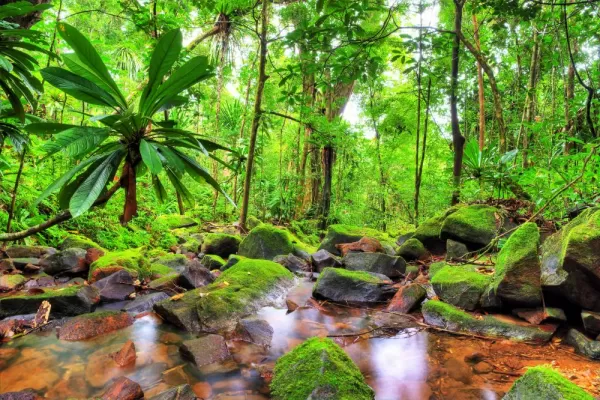 Explore the lush rainforests of Madagascar