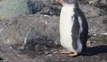 Bad hair day for this Gentoo