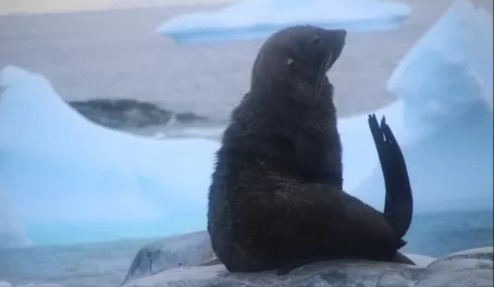 Seal looking sassy