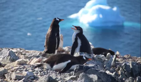 Gentoo family and some ice