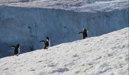 Three gentoo penguins