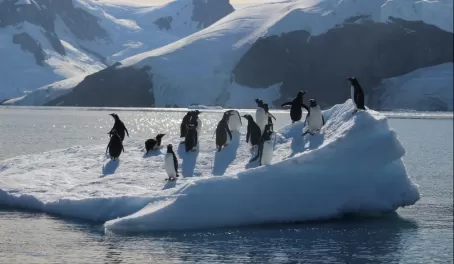 Gentoo Penguins floating on an iceberg