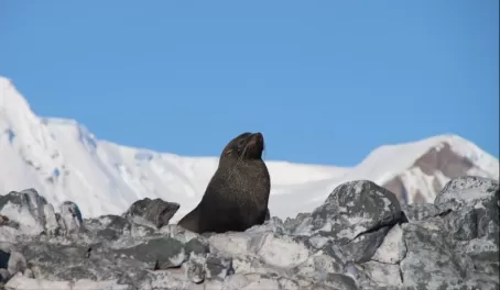 Fur seal sunning