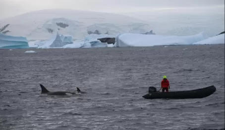 Orcas chasing a zodiac