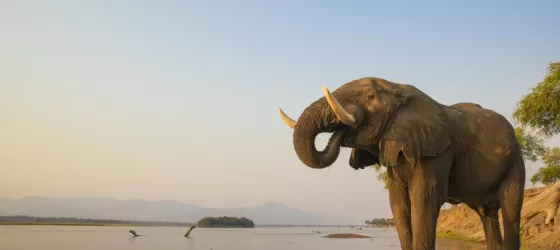 A bull elephant takes a drink