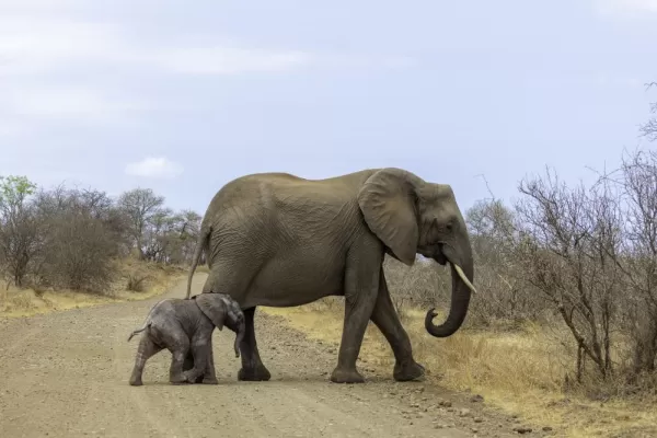 Mother and calf elephant seen on safari