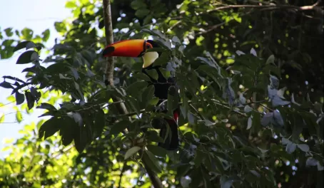 Toucan in Iguazu