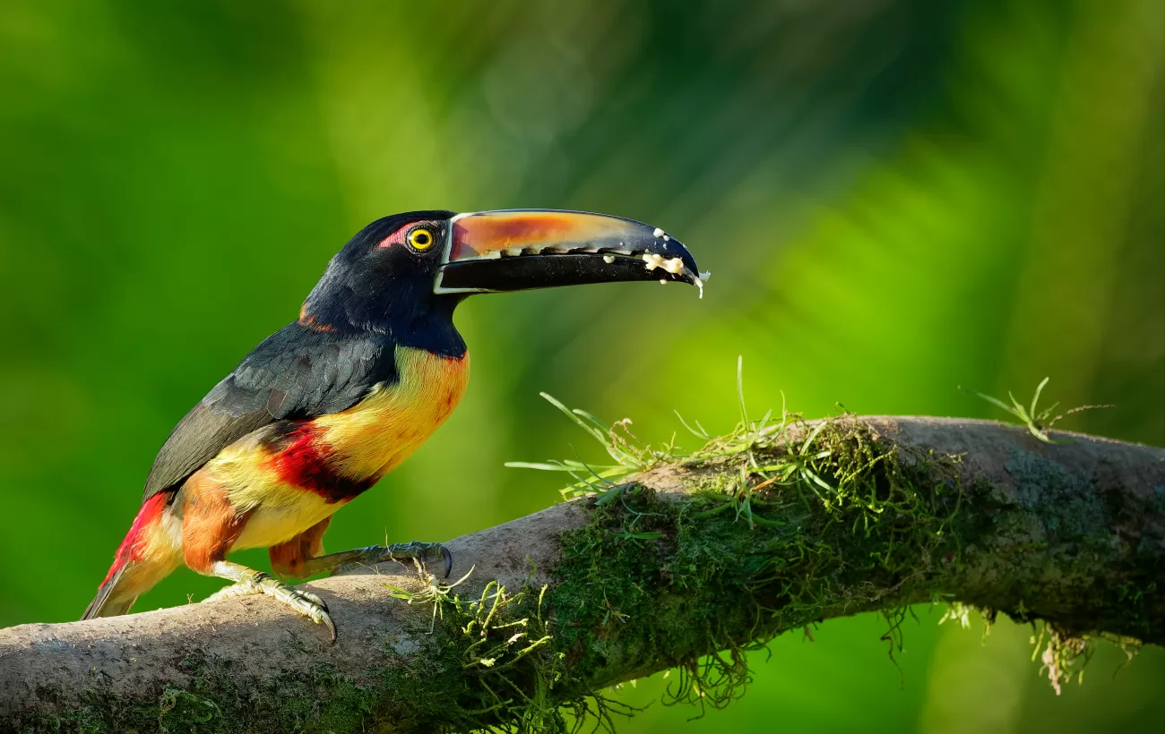 Spot wildlife such as the Collared Aracari in Belize