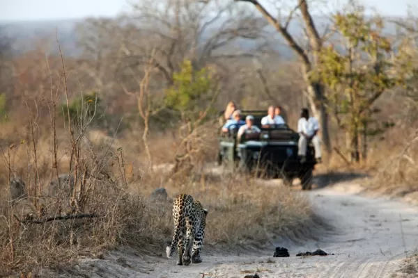 Look for leopards and other wildlife on safari