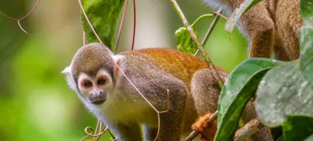 Spot monkeys in the rainforest canopy