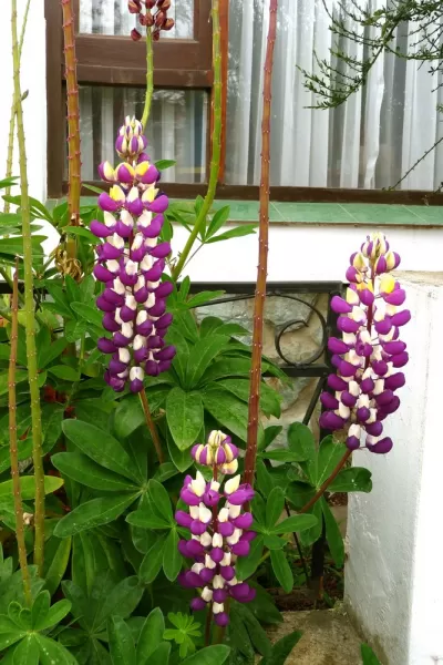 Biggest lupines Ive ever seen were everywhere in Ushuaia