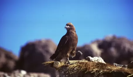 Bird in Bolivia!