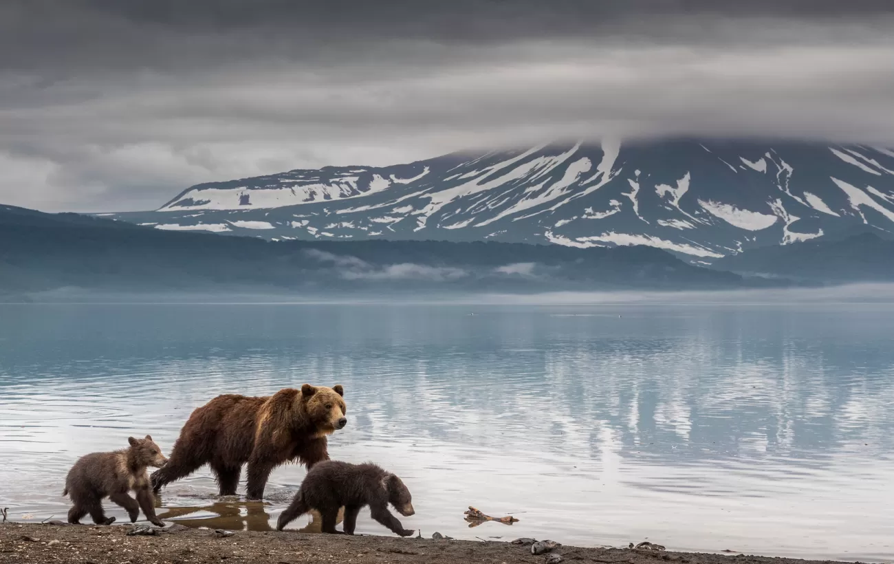 Kamchatka brown bear and cubs