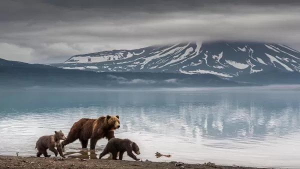 Kamchatka brown bear and cubs