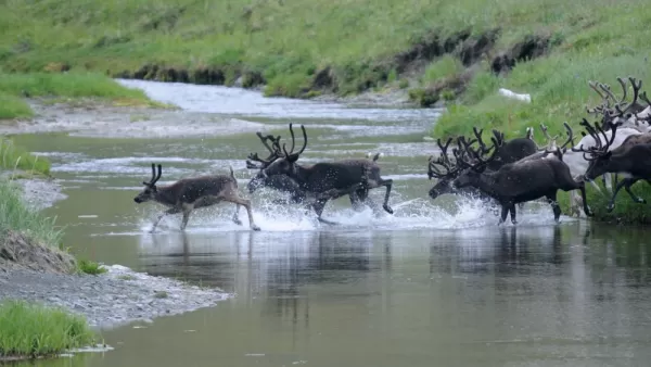 Chukchi herding their reindeers