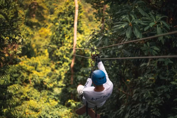 Fly through the forest canopy on a zipline