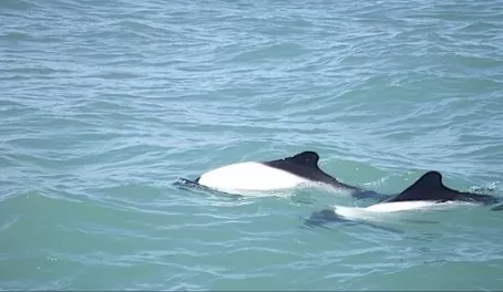 Commersons Dolphins
