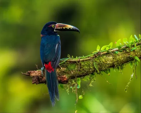 Look for unique birds and other wildlife in the rain forest!