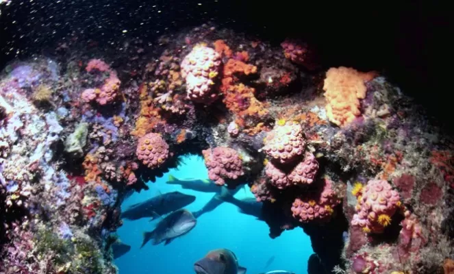 Exploring the rich coral reefs of the South Pacific