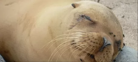 Sleepy Sea Lion
