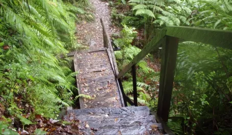 Slippery steps along the nature trail