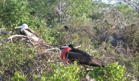 Frigate birds in the Galapagos 
