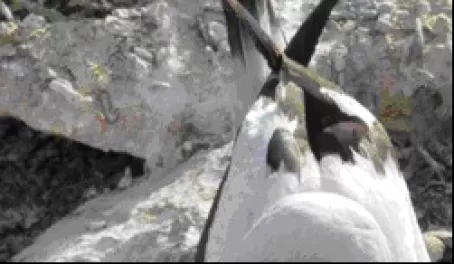 Look close! Nazca Booby balances her  newly hatched baby