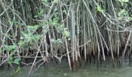 Mangroves on our boat ride up the Rio Dulce 