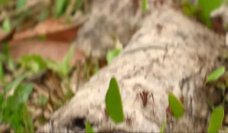 Leaf-cutter ants at Tikal