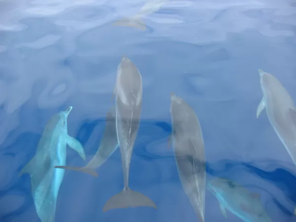 Dolphins swimming next to the ship