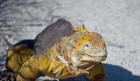 A land iguana prepares to fight over territory