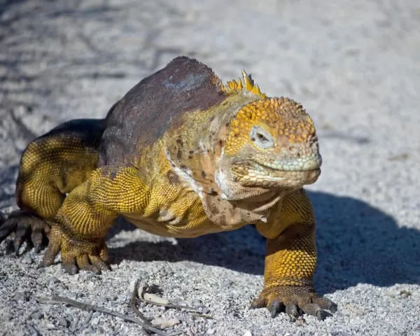 A land iguana prepares to fight over territory