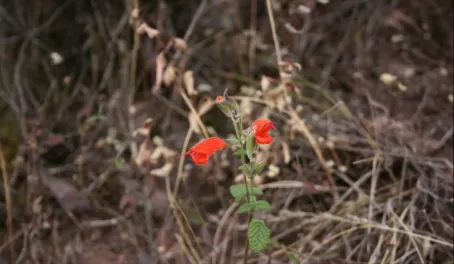 Peruvian flora