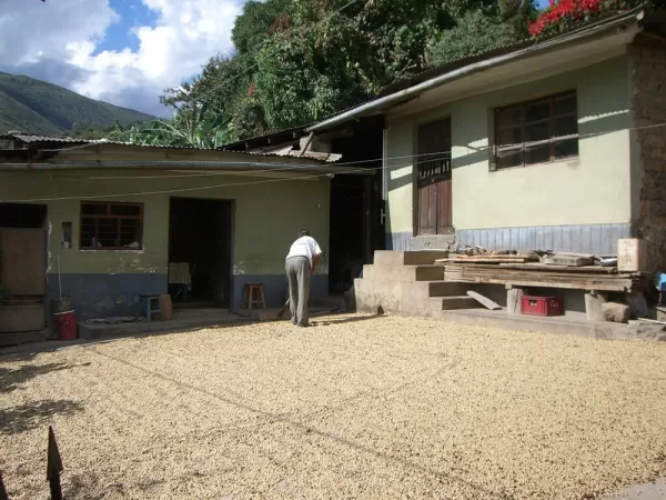 The drying of coffee beans.