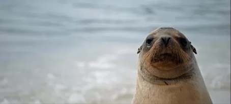 A curious sea lion checks out Adam checking out the sea lion