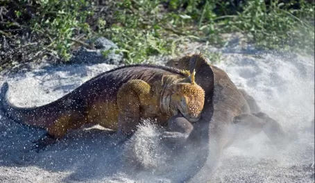 The climax of the iguana fight.