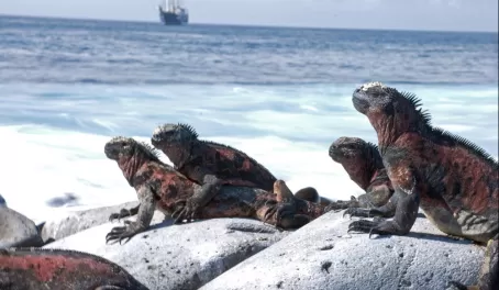 Basking marine iguanas
