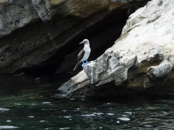 Blue Footed Booby in the Galapagos