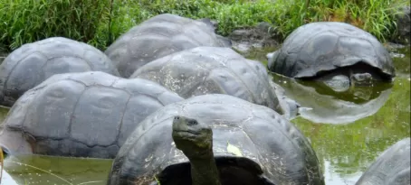 Galapagos tortoise taking a little swim.