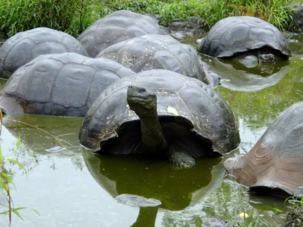 Galapagos tortoise taking a little swim.