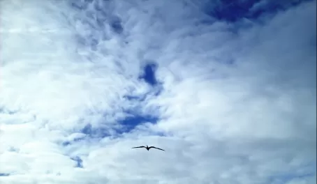 A bird soars over the Galapagos