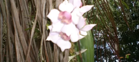 unidentified orchid