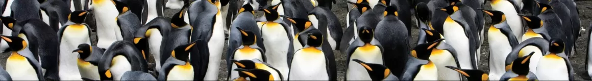 A huge colony of king penguins.