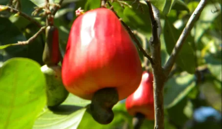 Cashew fruit and nut