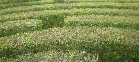 Day 1 hedge maze in Hotel Bougainvillea garden
