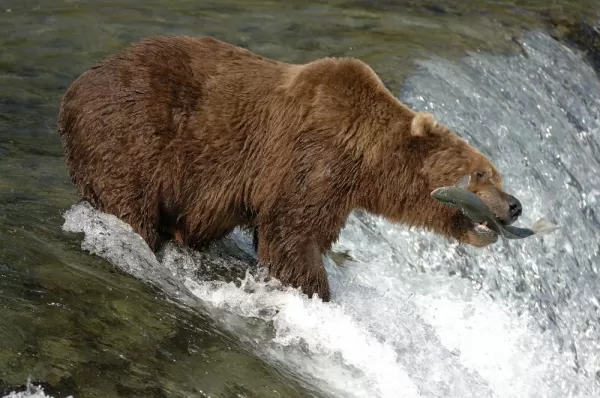 Alaska cruise and wildlife viewing tours