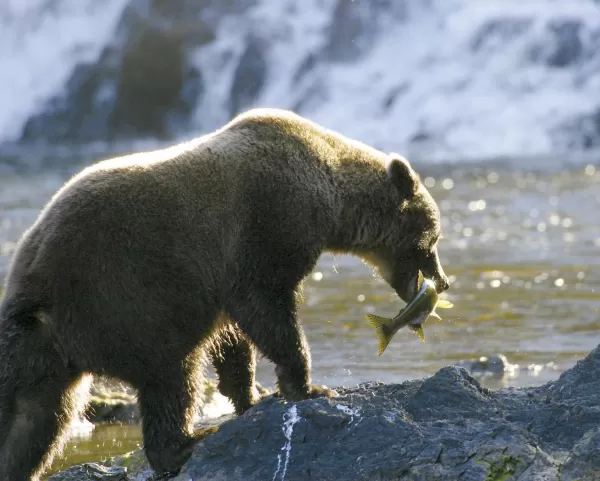 A bear catching lunch