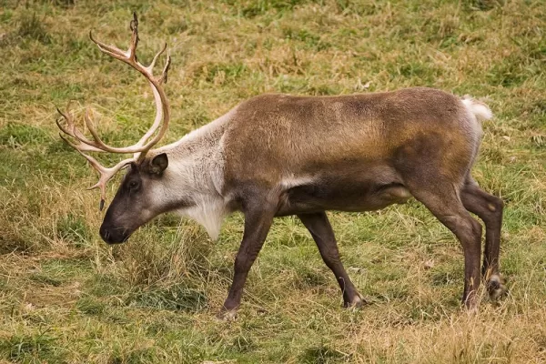 Wildlife viewing of an reindeer on an Alaska tour