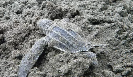 Our first baby turtle found!